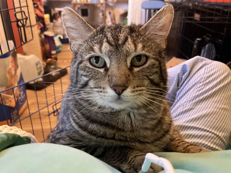 Wadsworth thumbnail 4