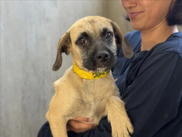 A baby small-sized male German Shepherd Dog dog named Danny for adoption in San Pedro, CA