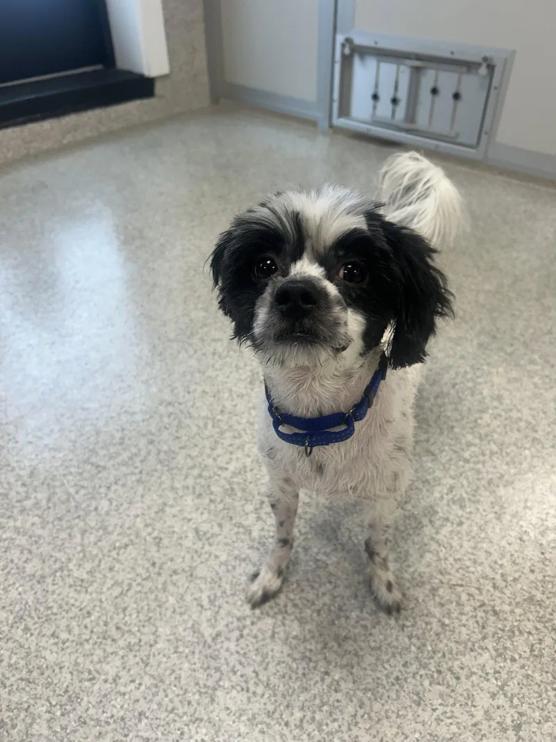 An adult medium-sized male Shih Tzu dog named Spyro for adoption in Lancaster, PA