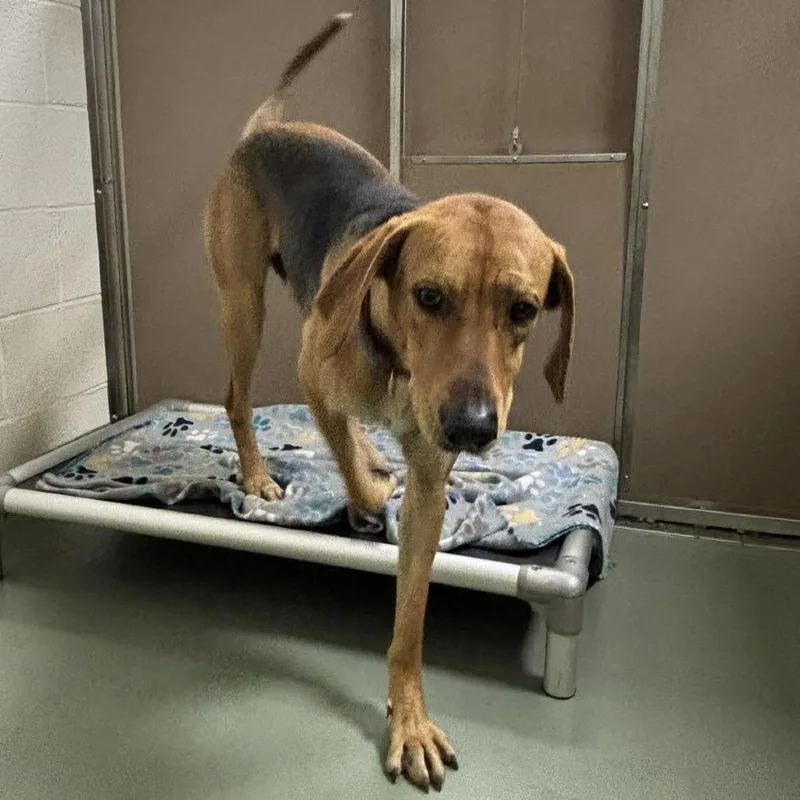 An adult small-sized male Brown / Chocolate Hound dog named Svasstray for adoption in Lyndhurst, VA