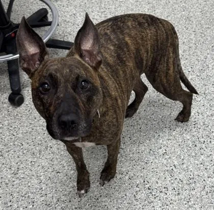 An adult large-sized male Brown / Chocolate Pit Bull Terrier dog named Umber for adoption in Kansas City, MO