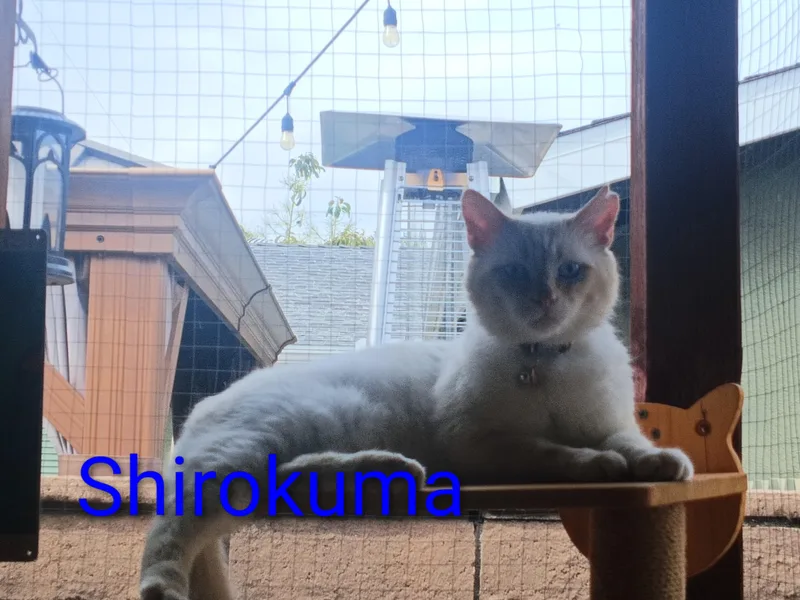 Shirokuma thumbnail 2