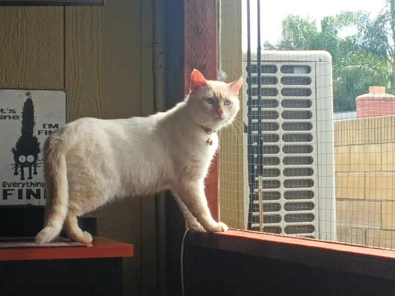 Shirokuma thumbnail 3