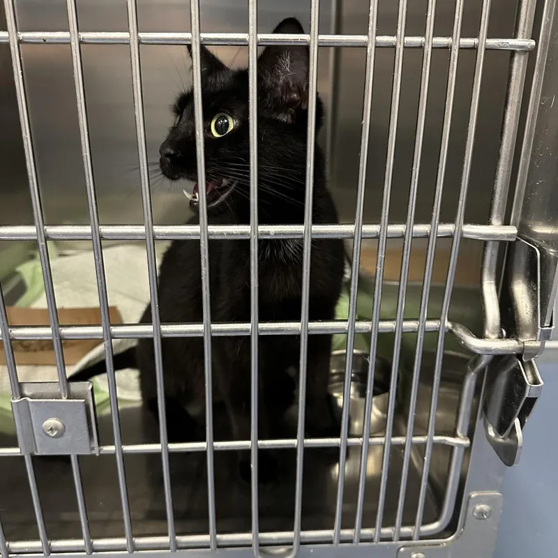 An adult medium-sized female Black Domestic Short Hair cat named Time Piece for adoption in Greensboro, NC