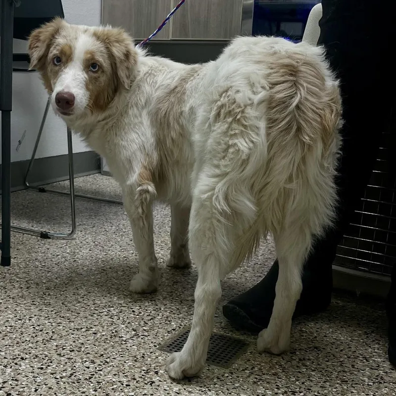 An adult medium-sized female Brown / Chocolate Australian Shepherd dog named Maya for adoption in Bullhead City, AZ