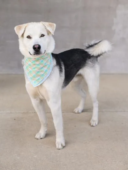An adult large-sized male Mixed Breed dog named Tonka for adoption in Longmont, CO