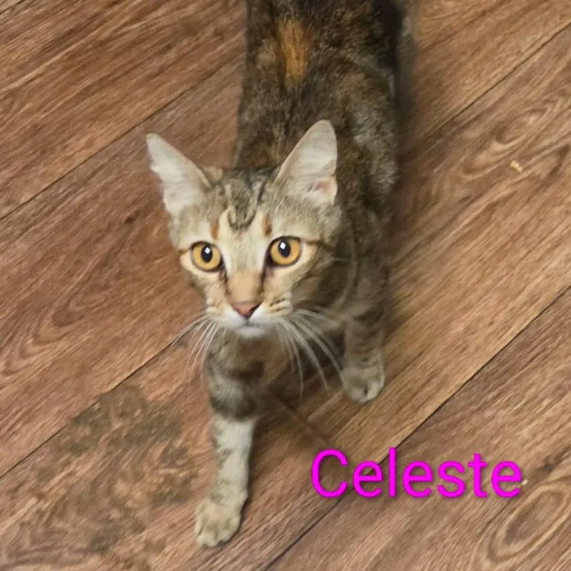 An adult medium-sized female Gray / Blue / Silver Domestic Short Hair cat named Celeste for adoption in Madill, OK