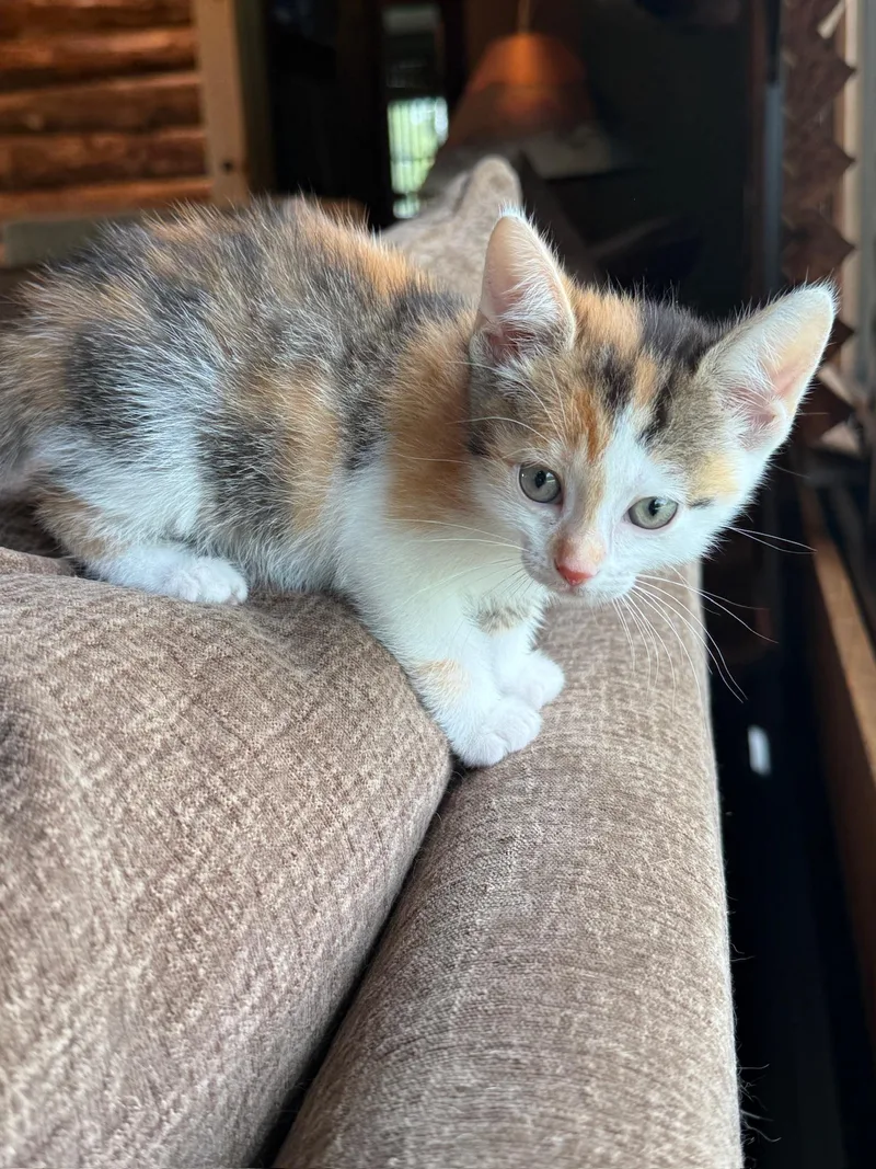 A baby small-sized female Calico Domestic Short Hair cat named Emerald Jade Green Ball for adoption in Hartville, OH