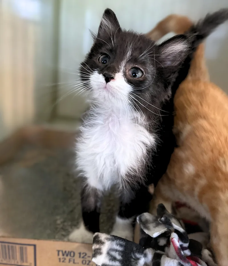 A baby medium-sized male Black & White / Tuxedo Domestic Medium Hair cat named Jason for adoption in Seville, OH