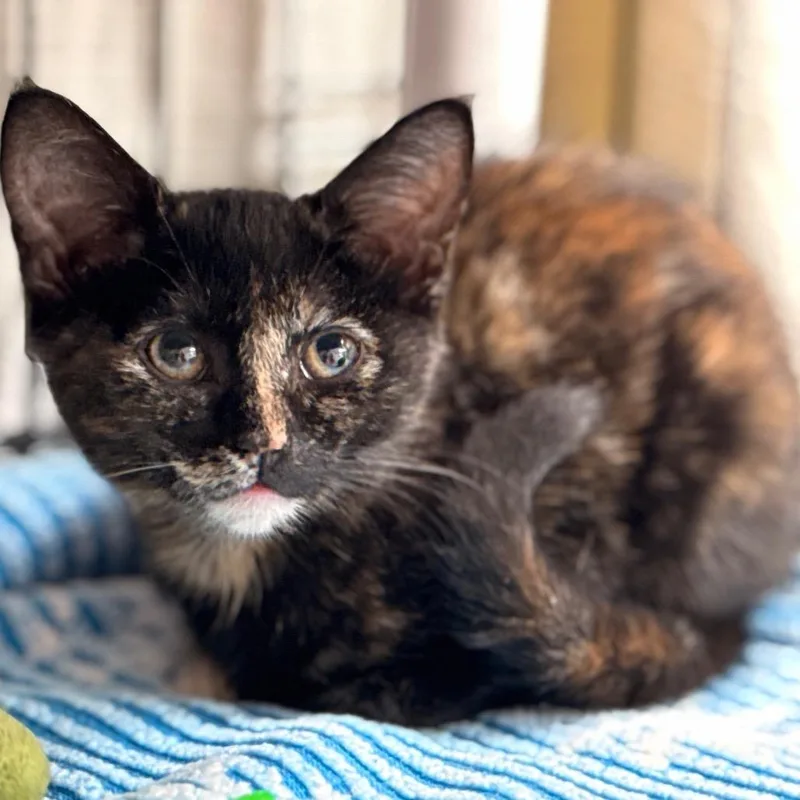 A baby small-sized female Domestic Short Hair cat named Kit for adoption in Cumming, GA