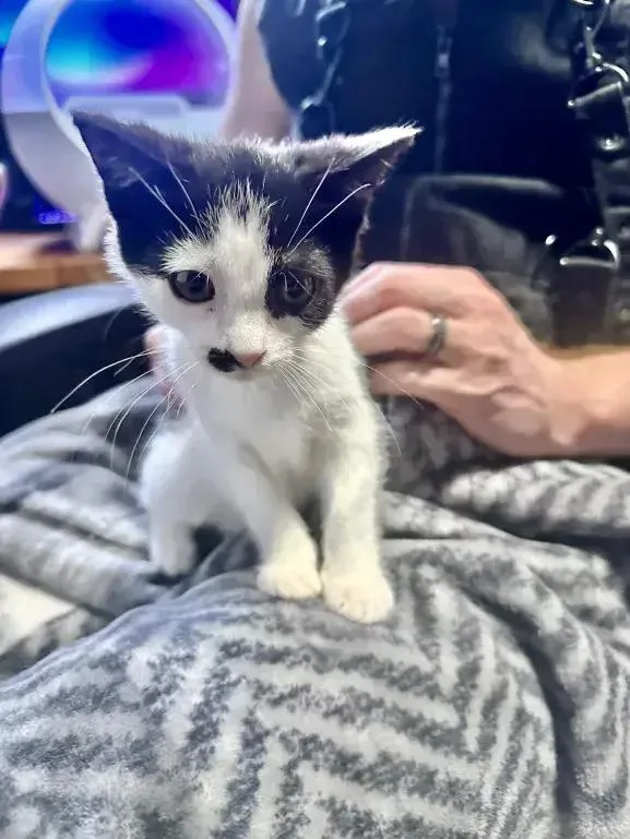 A baby small-sized female Black & White / Tuxedo Domestic Short Hair cat named Rin for adoption in Grand Rapids, MI