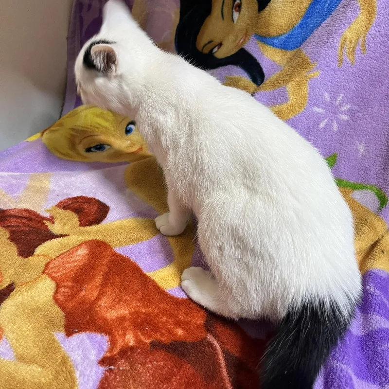 Savannah thumbnail 3