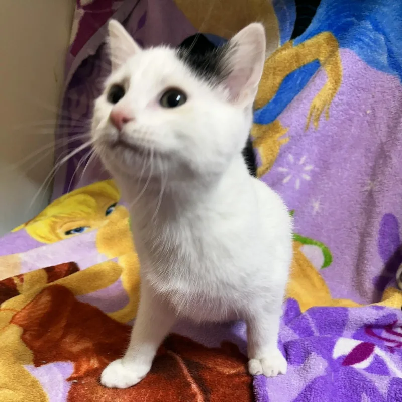 Savannah thumbnail 4