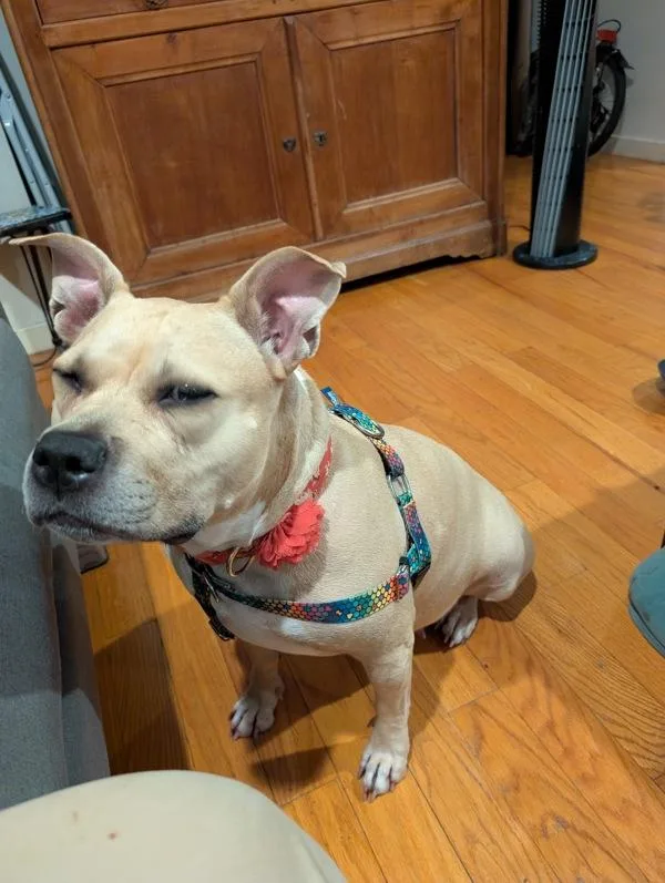 An adult large-sized female Mixed Breed dog named Almond for adoption in New York, NY