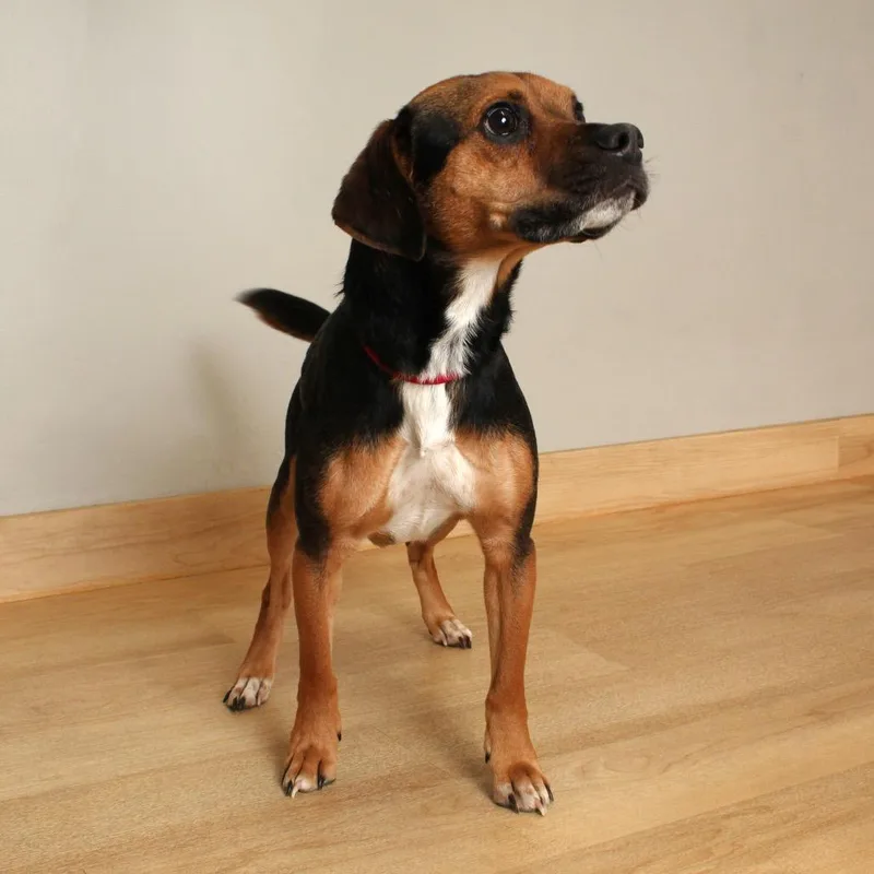 Copper D thumbnail 2