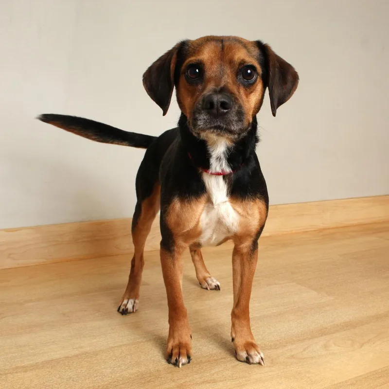 Copper D thumbnail 3