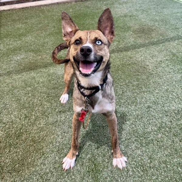 A young large-sized female Shepherd dog named Sierra for adoption in Oceanside, CA