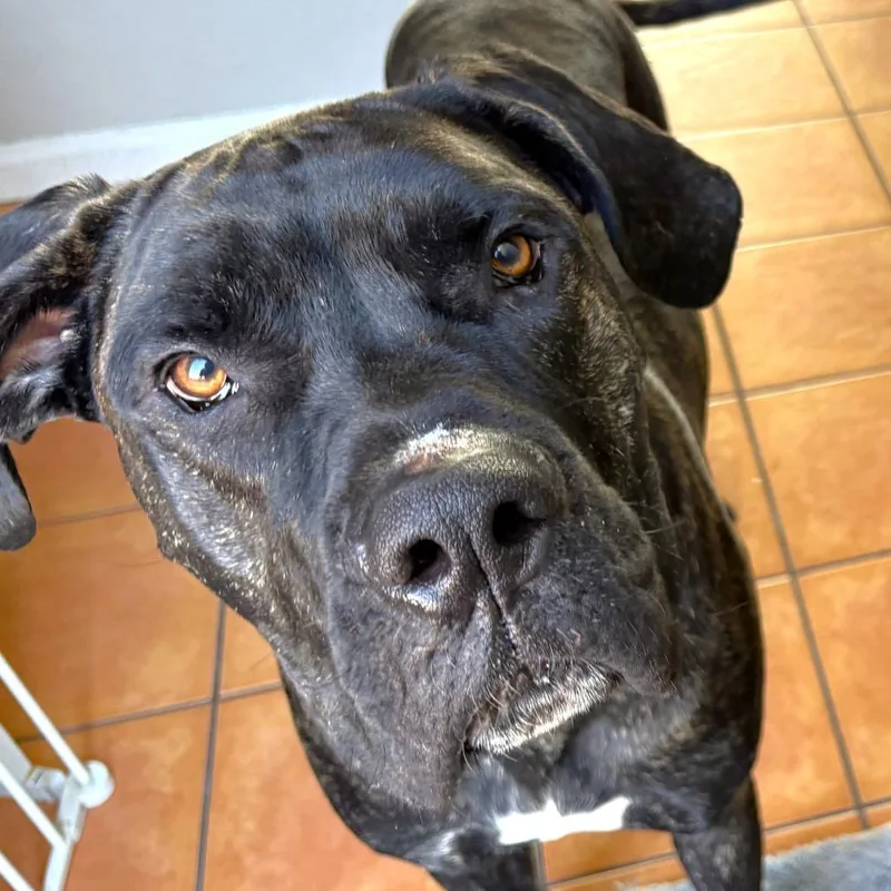 An adult extra large-sized male Black Cane Corso dog named Kevin for adoption in Las Vegas, NV