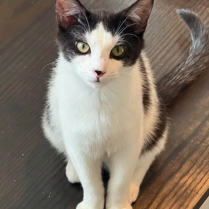 A young small-sized male White Domestic Short Hair cat named Sardine for adoption in New York, NY