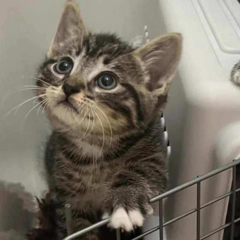 A baby small-sized female Brown / Chocolate Domestic Short Hair cat named Willow for adoption in Long Beach, CA