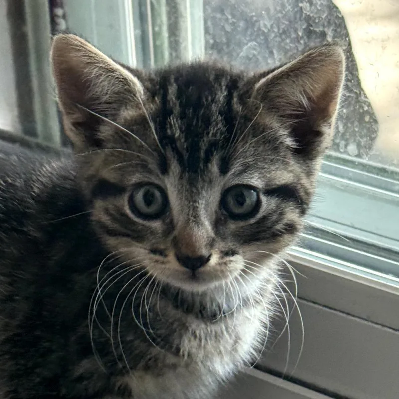 Willow thumbnail 6