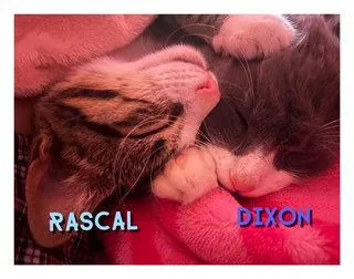 Rascal thumbnail 2