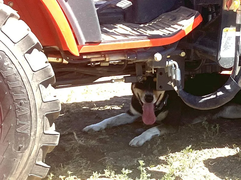 An adult medium-sized female Cattle Dog dog named Nala for adoption in St. Anthony, ID