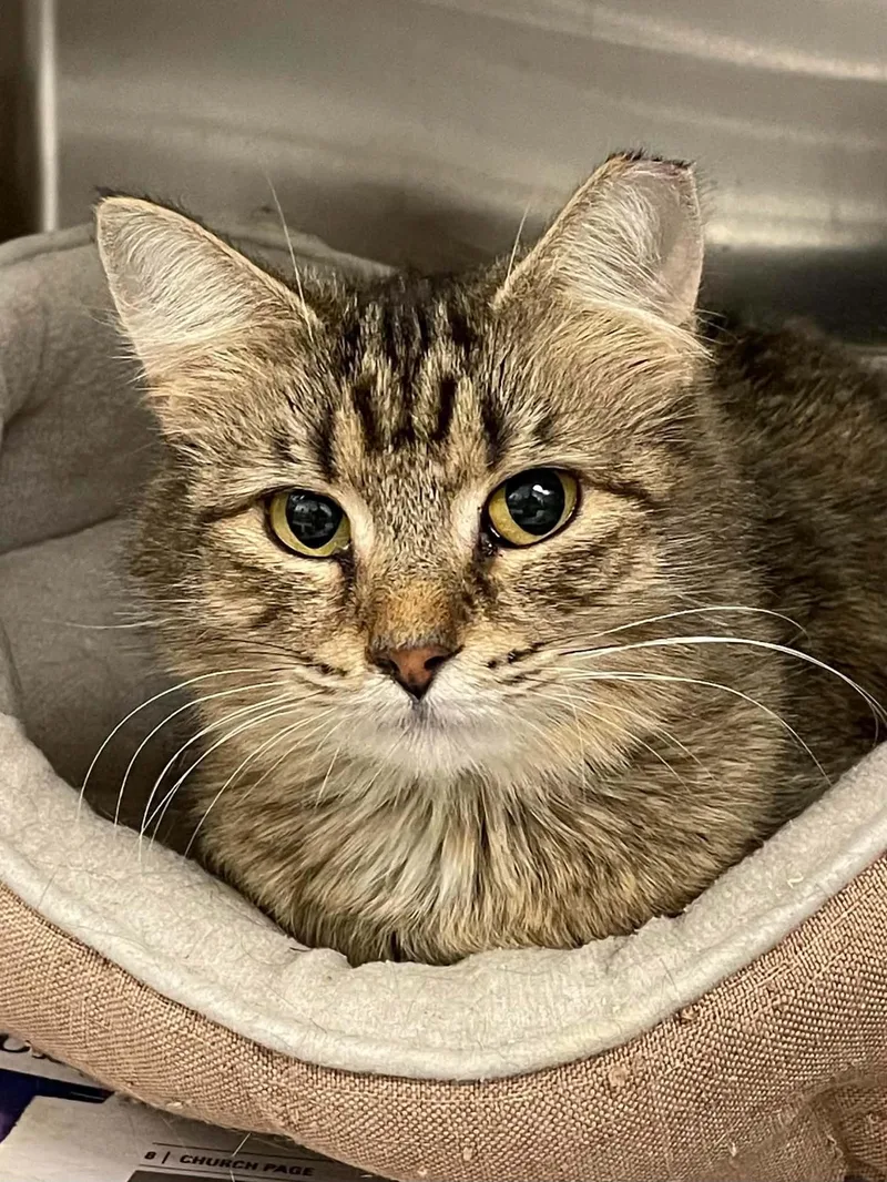 An adult medium-sized female Domestic Long Hair cat named Hazel for adoption in Covington, VA
