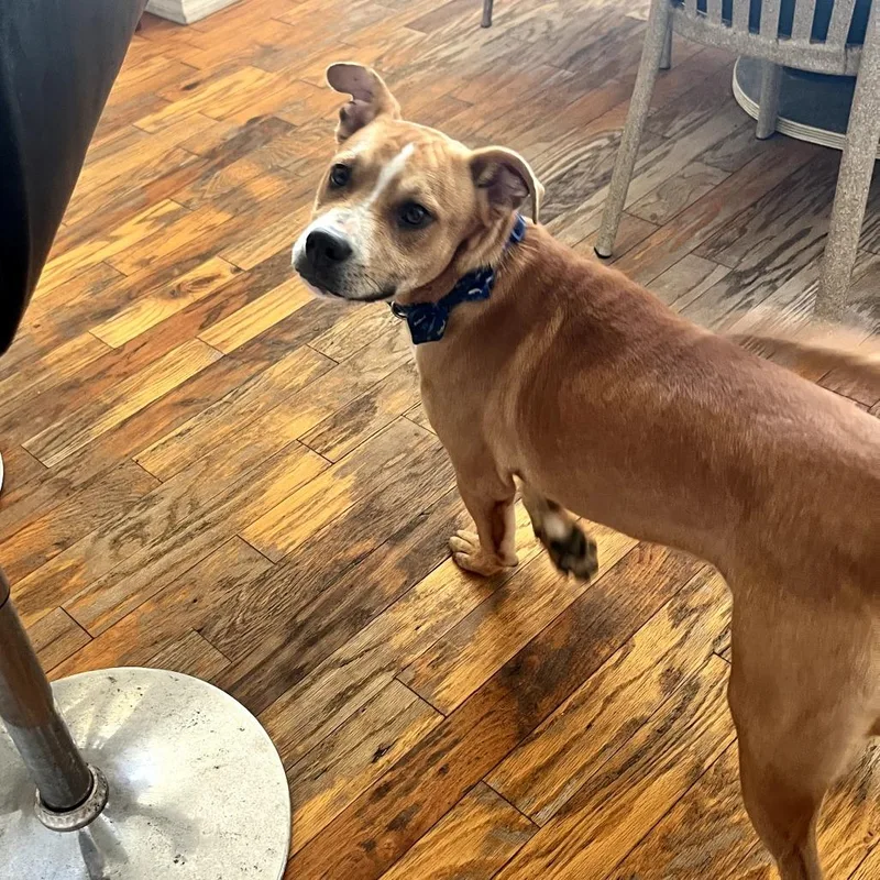 A young medium-sized male Yellow / Tan / Blond / Fawn Mixed Breed dog named Woofcestershire Sauce for adoption in Melrose, FL
