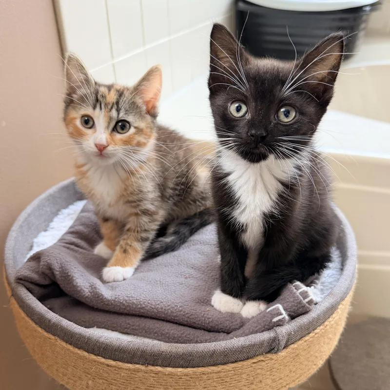 A baby medium-sized female Calico cat named .Willow & Ashley for adoption in Hillsborough, NJ