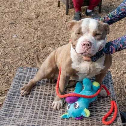An adult large-sized male Mixed Breed dog named Tuffy for adoption in Chamblee, GA
