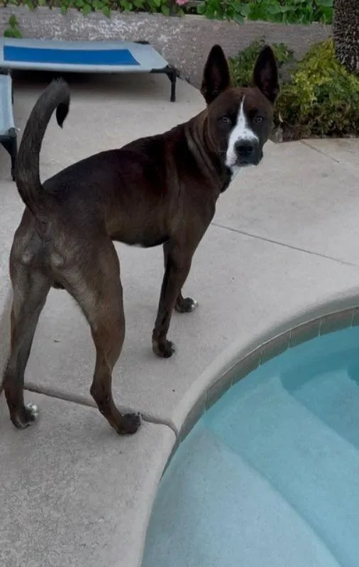 A young medium-sized male Boston Terrier dog named Baker for adoption in San Diego, CA