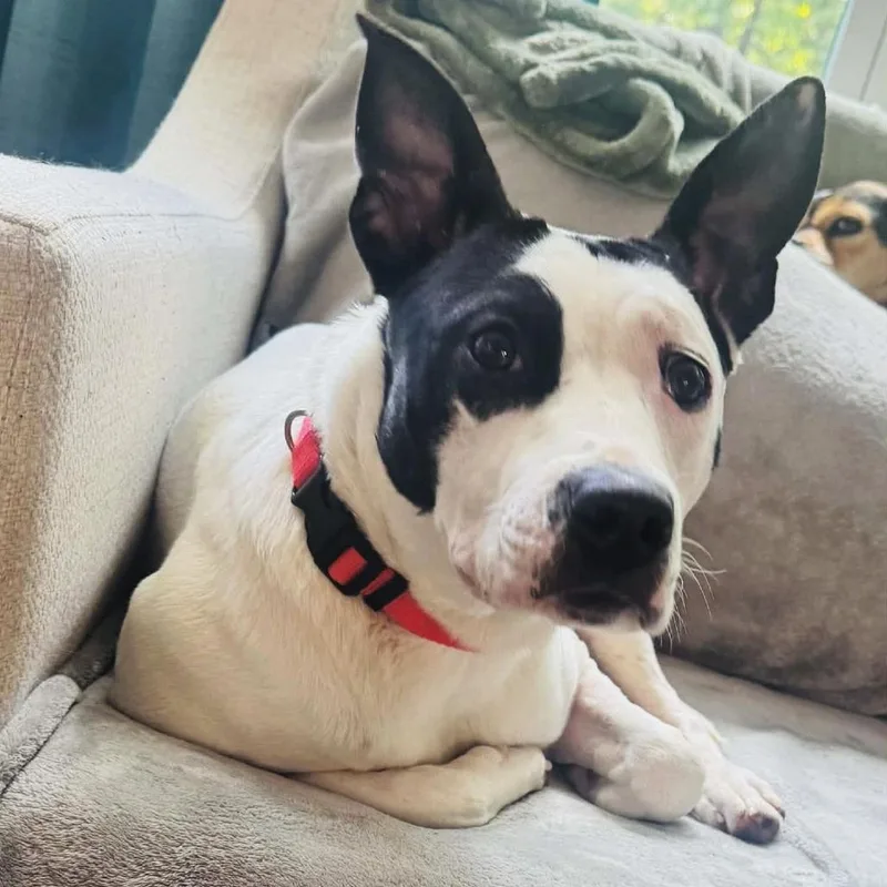 Roxy