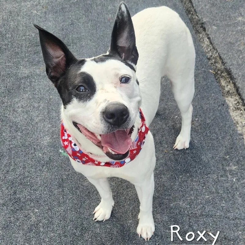 Roxy thumbnail 3