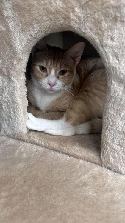 A young medium-sized male Domestic Short Hair cat named Finn for adoption in Dothan, AL