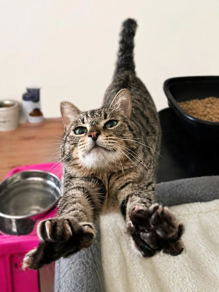 An adult medium-sized male Tabby cat named Postie for adoption in Calimesa, CA