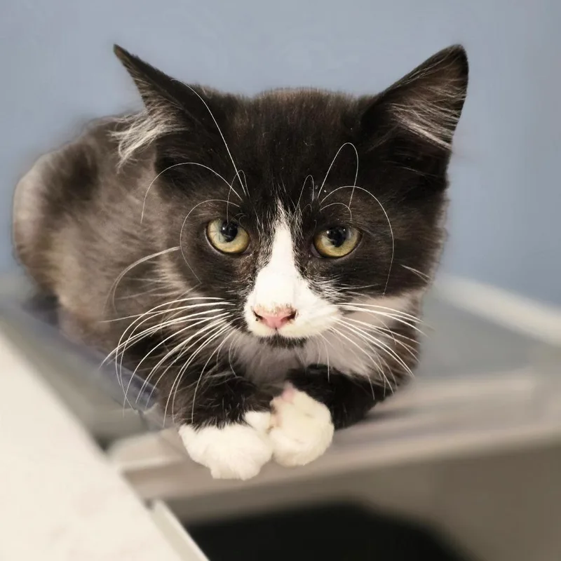 A baby small-sized male Black Domestic Short Hair cat named Mr Potatohead for adoption in Huntsville, AL
