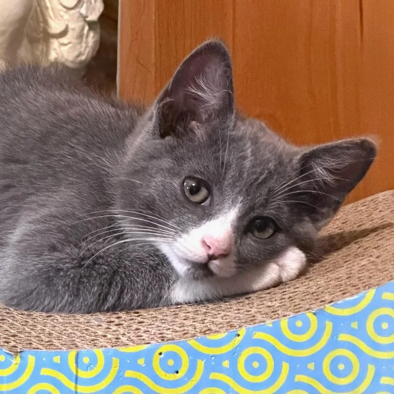 A baby small-sized female Domestic Medium Hair cat named Mimosa for adoption in Cumming, GA
