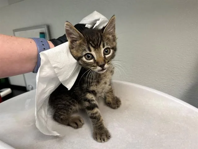 A baby small-sized male Domestic Short Hair cat named Winston for adoption in Antioch, CA