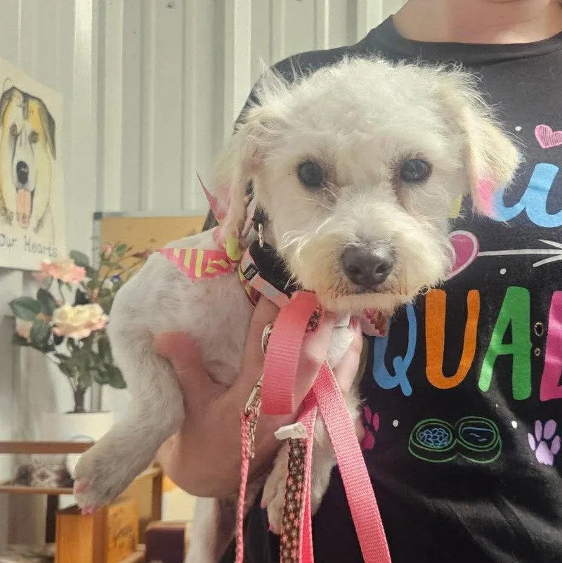 An adult medium-sized female Poodle dog named Rhianna Tx for adoption in Boonton, NJ