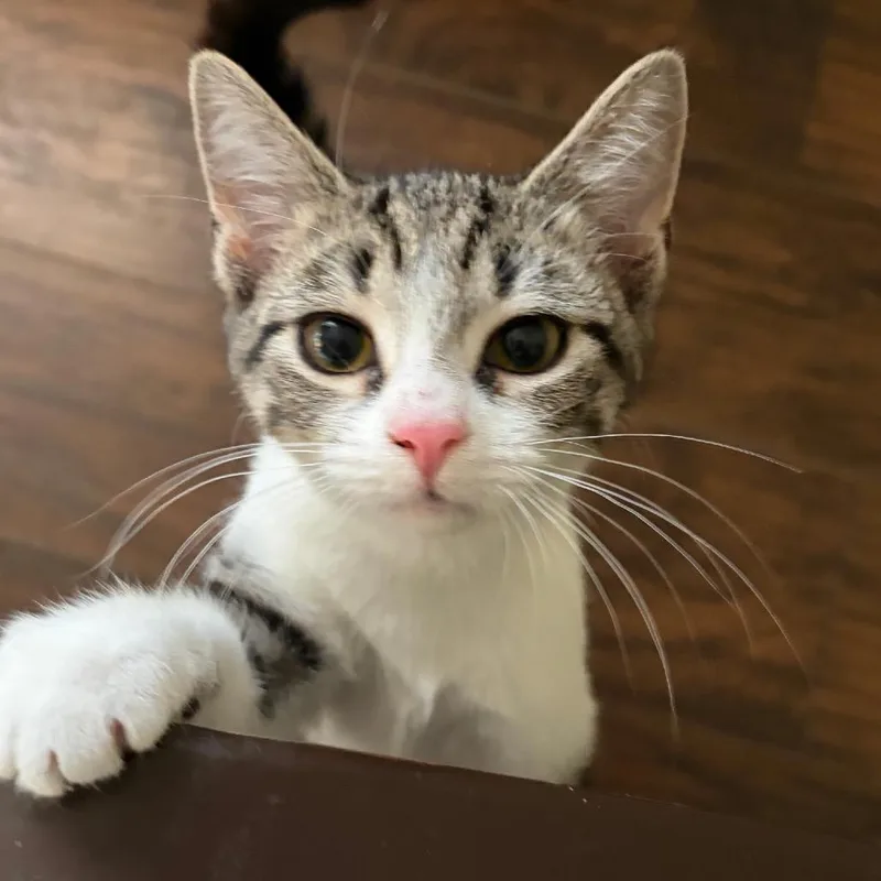 A baby small-sized female Brown / Chocolate Domestic Short Hair cat named Alice for adoption in Mount Laurel, NJ