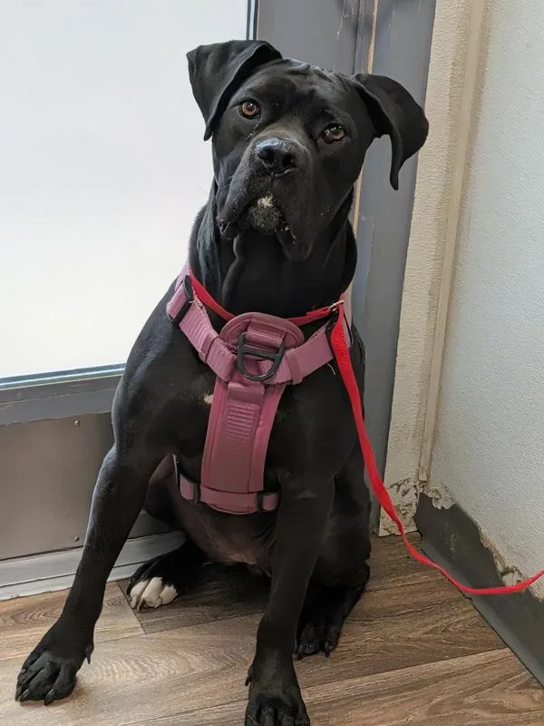 An adult large-sized female Cane Corso dog named Angelica for adoption in San Diego, CA