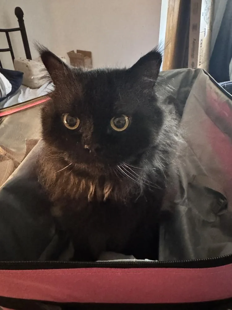 An adult medium-sized male Black Persian cat named Simba for adoption in Dallas, PA