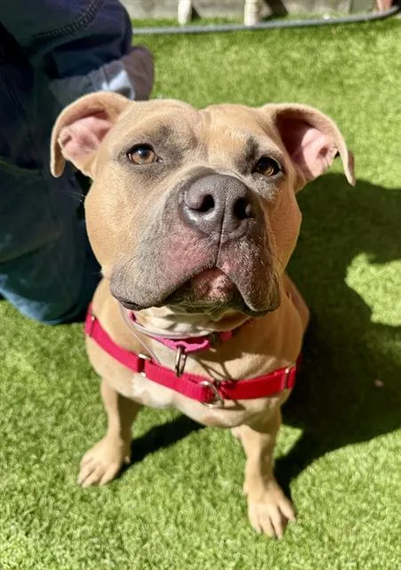 A young large-sized female Pit Bull Terrier dog named Lemon Loaf for adoption in San Francisco, CA
