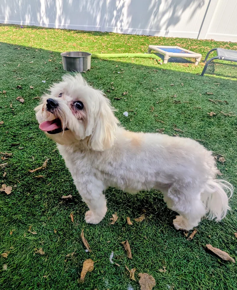 An adult small-sized female Maltese dog named Bella for adoption in Mount Juliet, TN