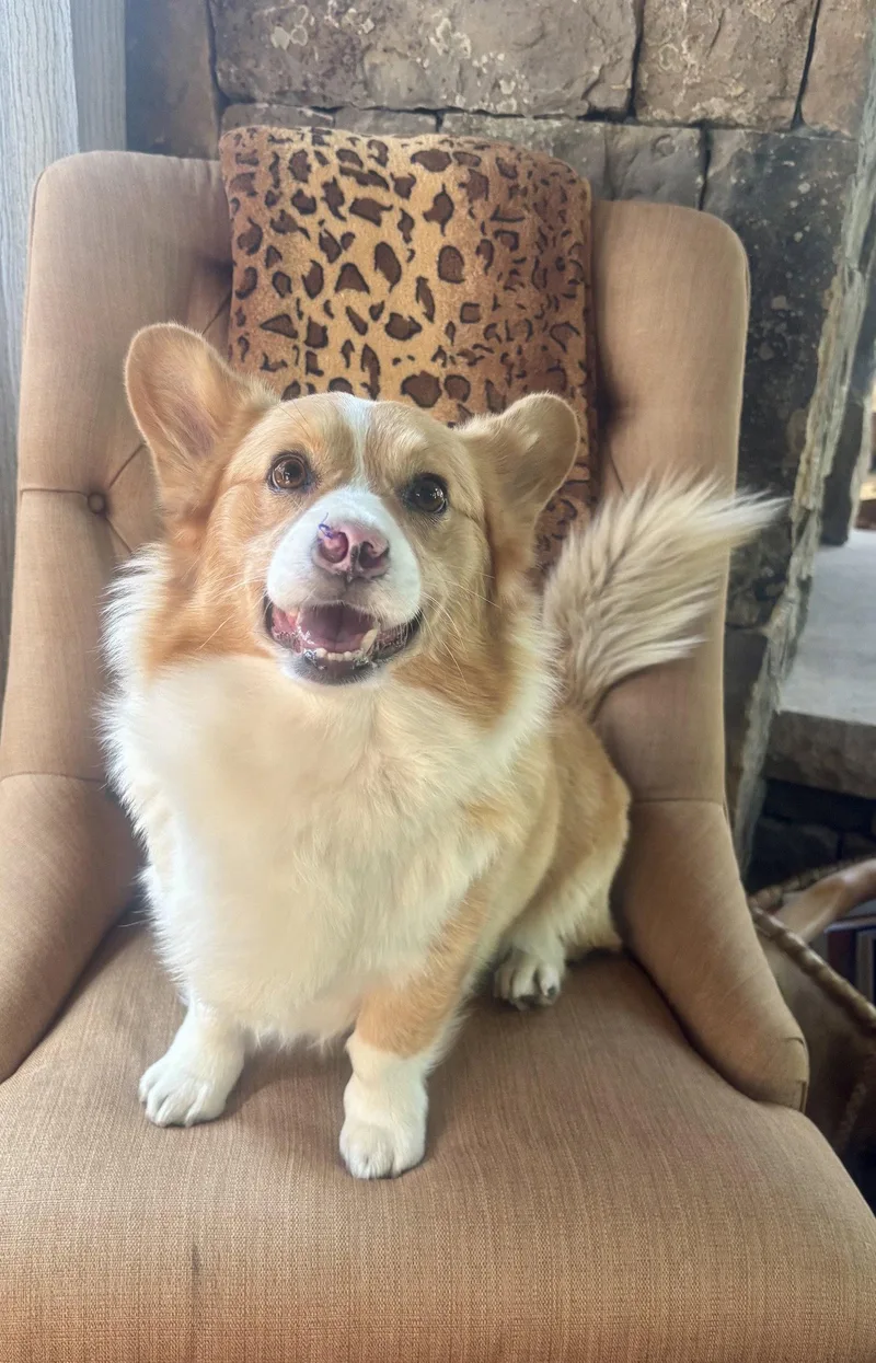 A young medium-sized male Corgi dog named Winston for adoption in Denver, CO