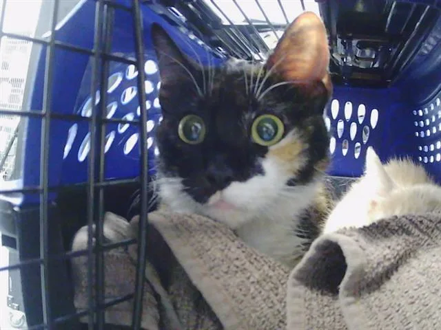 An adult small-sized female Domestic Short Hair cat named Rita for adoption in Charlotte, NC
