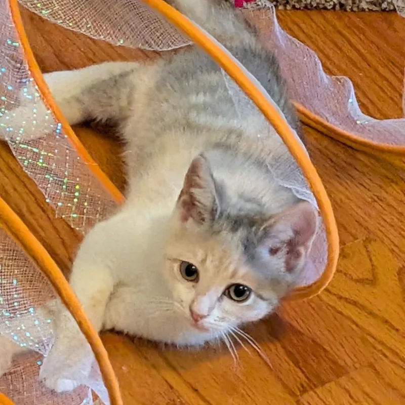 A baby small-sized female Calico Domestic Short Hair cat named Samira for adoption in Falls Church, VA
