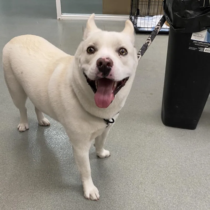 A young medium-sized male Husky dog named Finn for adoption in Westminster, CA