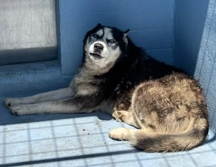 An adult medium-sized male Siberian Husky dog named Marshal for adoption in Downey, CA